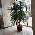 天津花卉租赁 天津花卉销售 室内绿植租赁公司