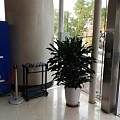 天津办公楼花卉租摆 绿植销售公司