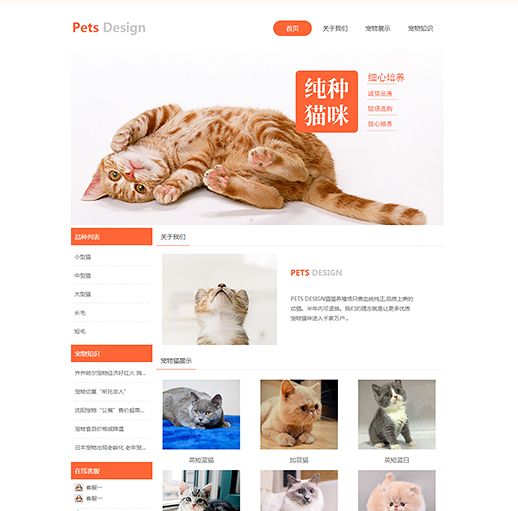 宠物猫领养企业模板