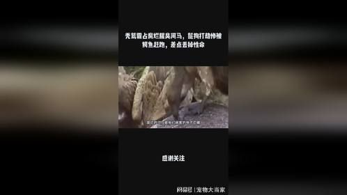 秃鹫霸占腐烂腥臭河马，鬣狗打劫惨被鳄鱼赶跑，差点丢掉性命