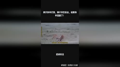 两只羚羊打架，狮子突然杀出，结果羚羊悲剧了！