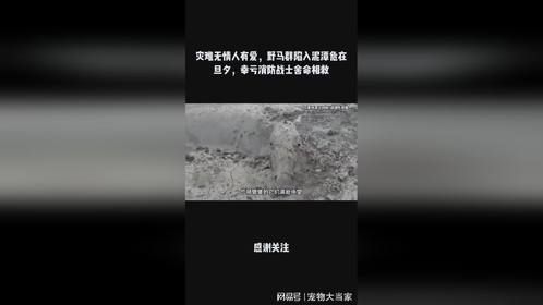 灾难无情人有爱，野马群陷入泥潭危在旦夕，幸亏消防战士舍命相救