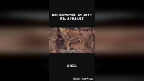 母狮扎进洞中撕咬疣猪，咬住口鼻生生拽出，生存真是太难了