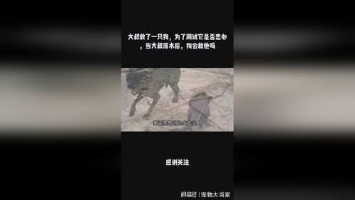 大叔救了一只狗，为了测试它是否忠心，当大叔落水后，狗会救他吗