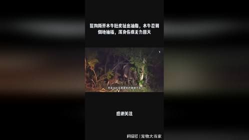 鬣狗撕开水牛肚皮扯出油脂，水牛忍到倒地抽搐，浑身伤痕无力回天