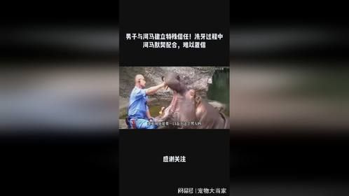 男子与河马建立特殊信任！洗牙过程中河马默契配合，难以置信