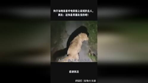 狗子每晚拿着手电筒接上夜班的主人，网友：这狗是男朋友变的吧！