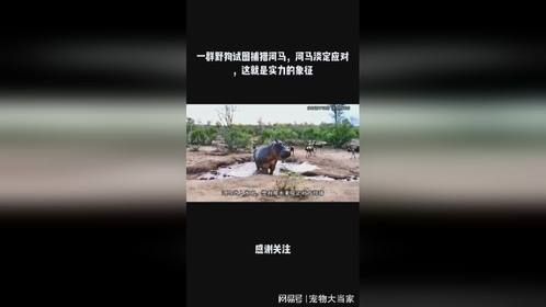 一群野狗试图捕猎河马，河马淡定应对，这就是实力的象征