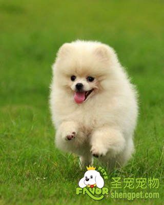 博美犬