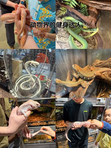 爬行动物体验
