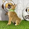 柴犬犬舍_精品豆柴_血统纯正_柴犬幼犬