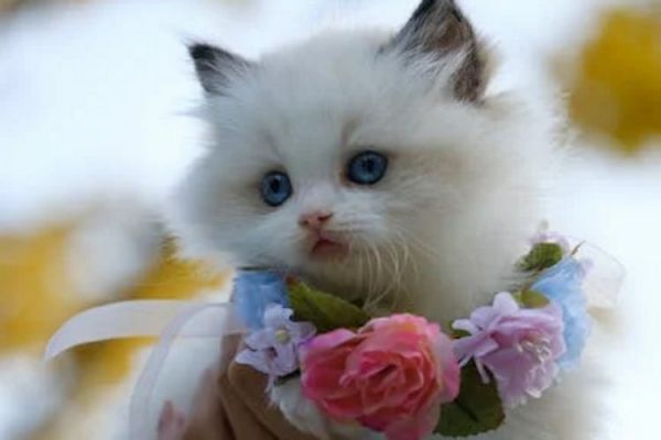 什么颜色的加菲猫贵（揭秘加菲猫价格之不同颜色的影响）