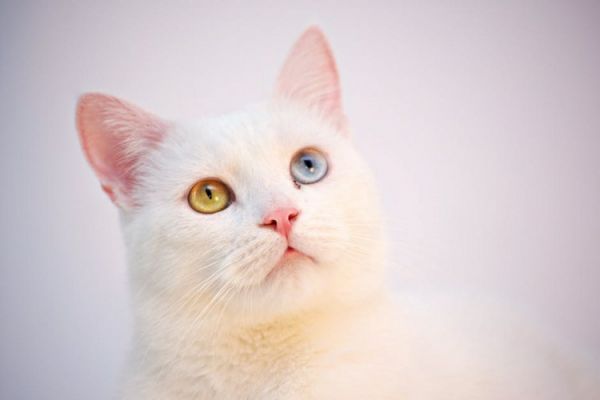什么颜色的加菲猫贵（揭秘加菲猫价格之不同颜色的影响）