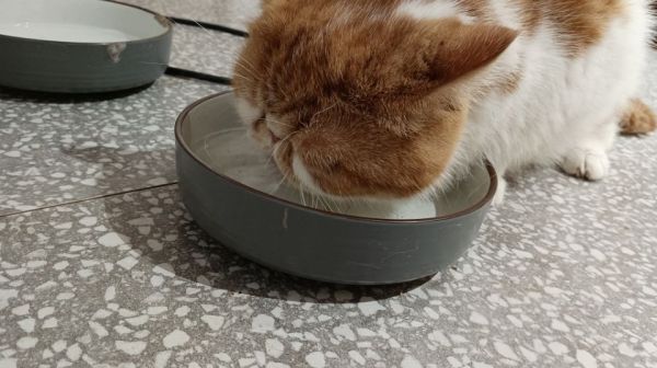南昌本地加菲猫宠物市场，最新加菲猫价格