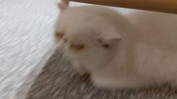 南昌本地加菲猫宠物市场，最新加菲猫价格
