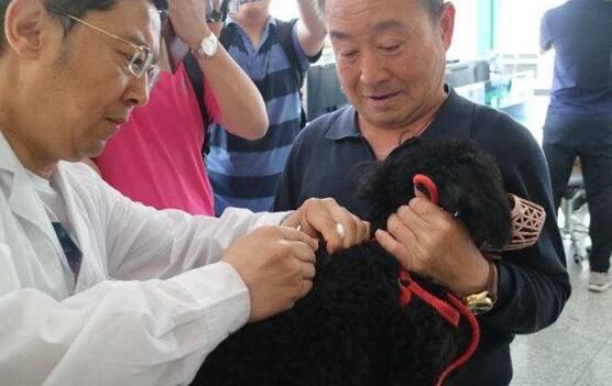 实行电子芯片管理，青岛2122只宠物犬有了电子身份证