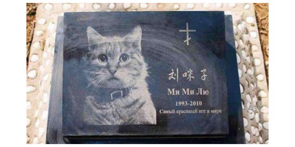 温州宠物狗火化多少钱,宠物