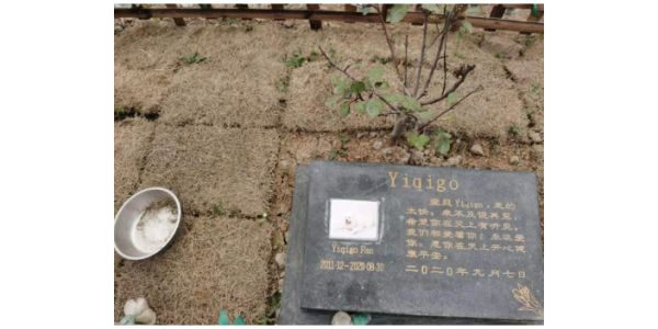 温州宠物狗火化多少钱,宠物
