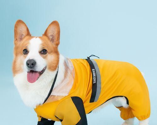 狗狗为什么会呕吐（引起狗狗呕吐的情况及应对措施）