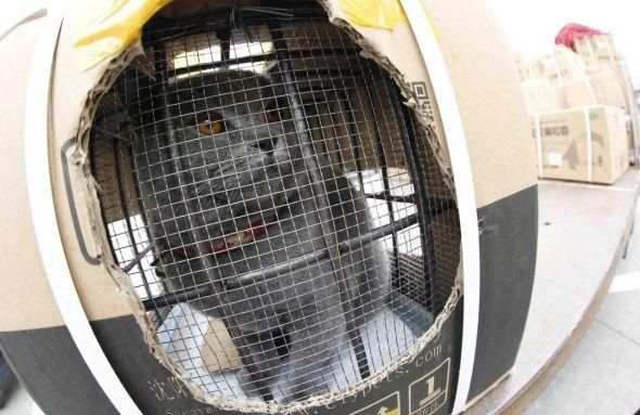 办理航空托运的宠物猫。图/IC