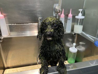 狗狗冬季毛发护理