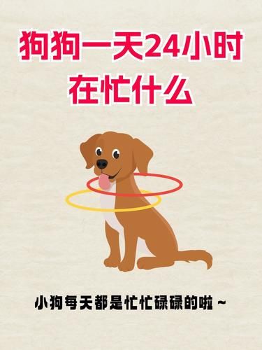 狗狗一天到晚都在忙什么?