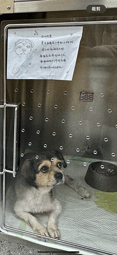 第一次见公众号不宣传医院，而是每周发领养信息的医院