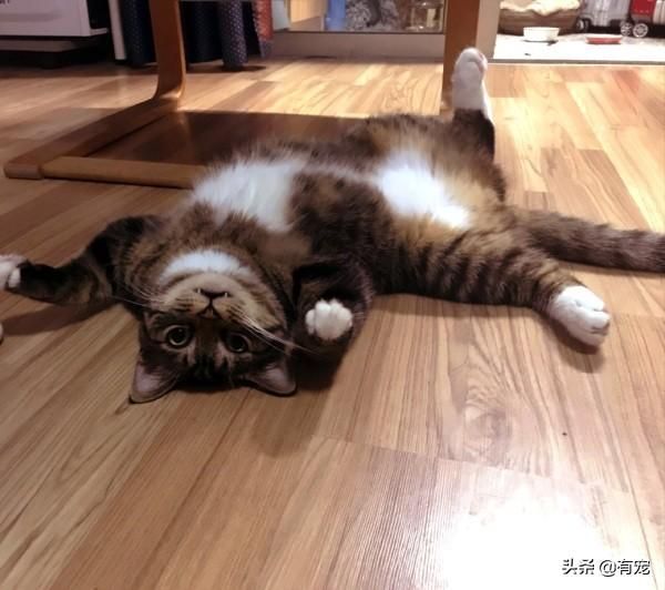 猫可以带上高铁吗(宠物猫可以带上高铁吗)