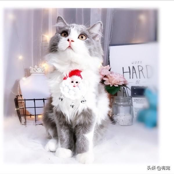 猫可以带上高铁吗(宠物猫可以带上高铁吗)