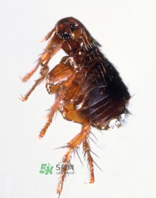 宠物身上有跳蚤怎么办 宠物身上跳蚤怎么彻底消灭