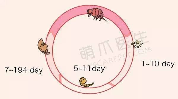 有跳蚤？看我私藏已久的宠物驱蚤指南！