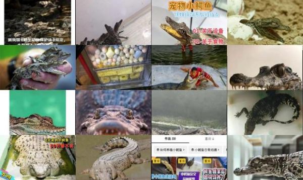 养宠物鳄鱼违法吗