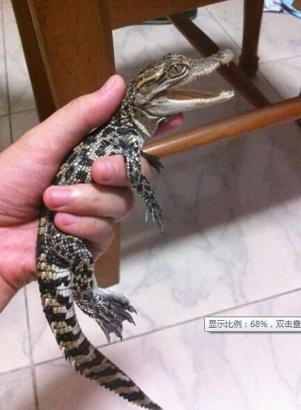 宠物鳄鱼犯法吗?宠物鳄鱼违法吗!