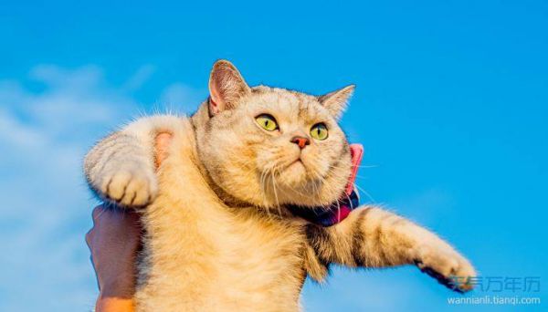 2022猫咪名字可爱洋气 喜庆的猫咪名字