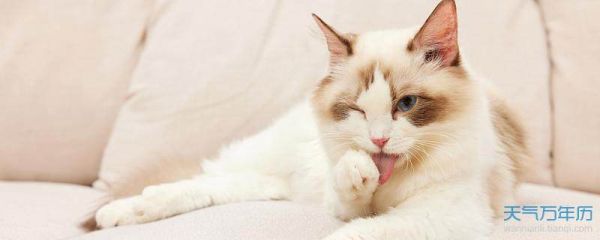 2022猫咪名字可爱洋气 喜庆的猫咪名字