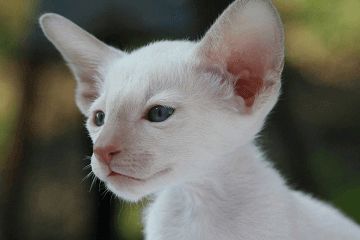 公猫咪个性一点的名字