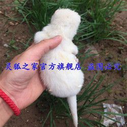 包邮宠物貂活体幼貂宠物狐狸国产花貂雪貂水貂白貂黑貂活体运输包活 雪貂一只