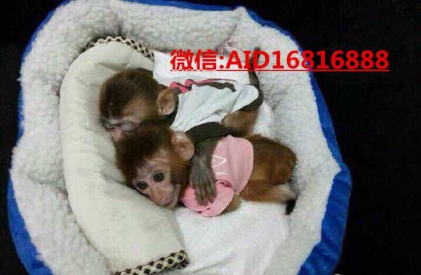 哪里有卖猴子的（哪里有卖猴子的在家里领养的宠物）