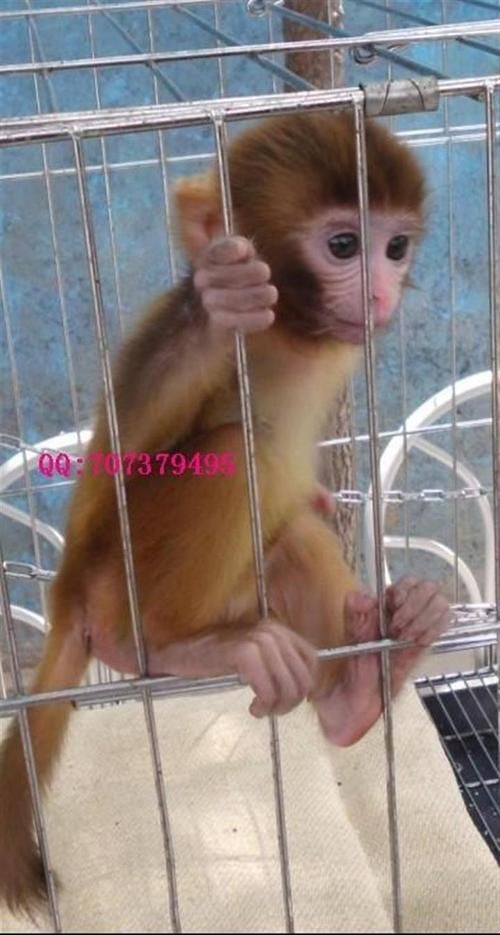 哪里有卖猴子的（哪里有卖猴子的在家里领养的宠物）