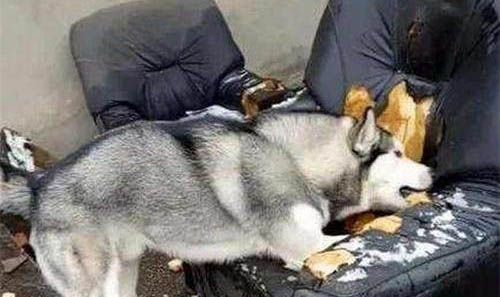 房间有狗尿味怎么去除