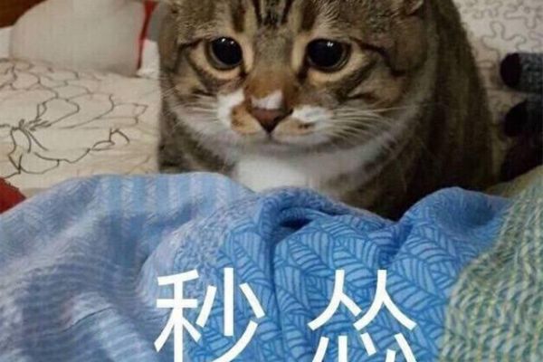 宠物在线问诊免费