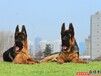 香港精品锤系德国牧羊犬精品纯种德国牧羊犬幼犬价格