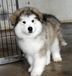 广州出售宠物幼犬阿拉斯加犬疫苗齐全全国包邮