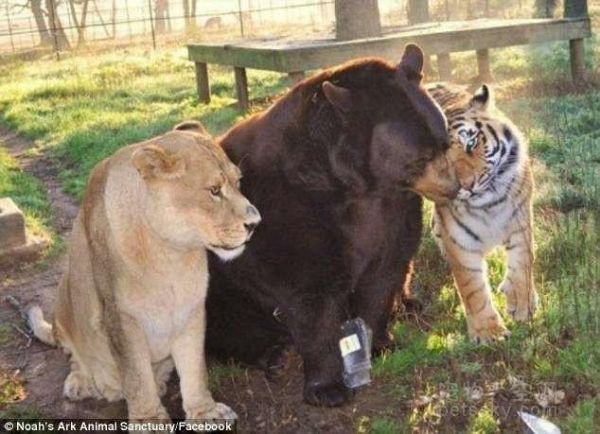 毒枭养三只猛兽当宠物