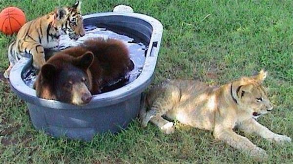 毒枭养三只猛兽当宠物