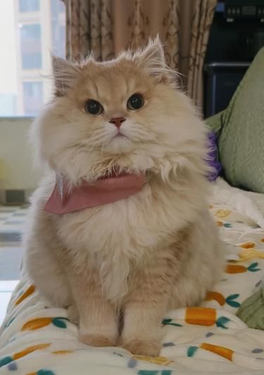 小猫真的太可爱啦！！！我爱我的小猪咪！！