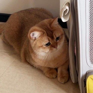 那么委屈谁欺负你了[疑问]
