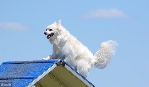 犬界中体味最轻的5种狗，很适合家养，你家的上榜了吗？