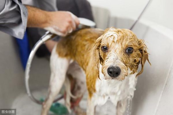 犬界中体味最轻的5种狗，很适合家养，你家的上榜了吗？