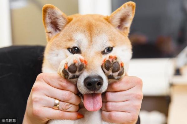 犬界中体味最轻的5种狗，很适合家养，你家的上榜了吗？